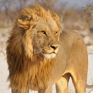 Etosha - Olifantsbad - Lion